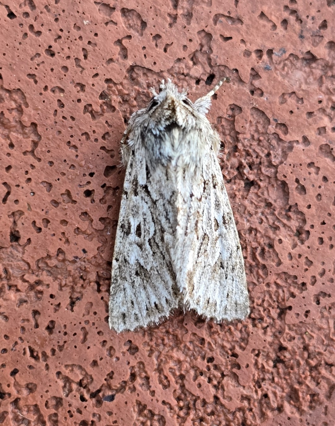 Photo of Early Grey (Xylocampa areola)